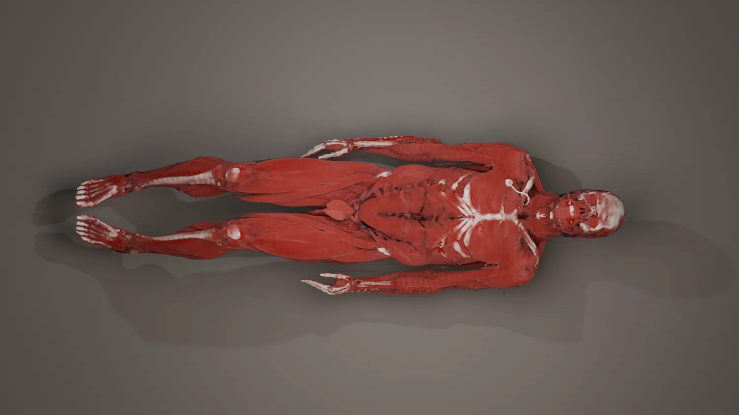 3D muscle rendering from patient imaging
