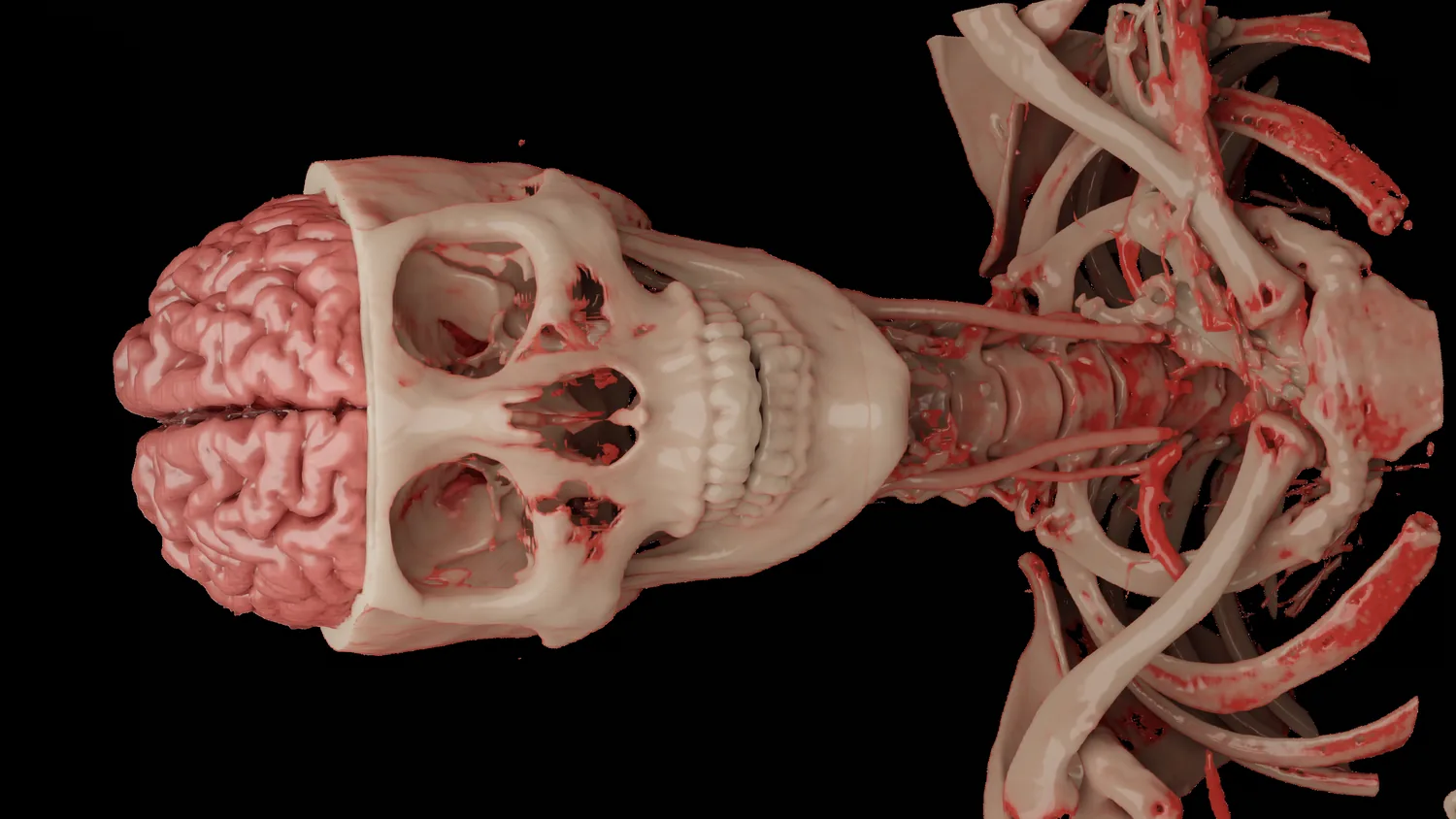 Cranial anatomy 3D rendering