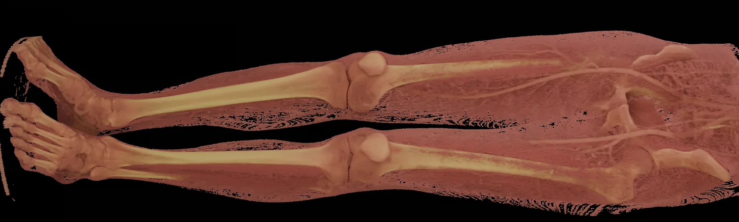 Transparent lower-body 3D rendering